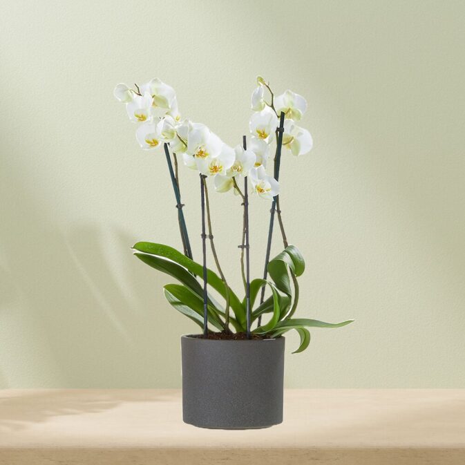 witte orchidee in pot