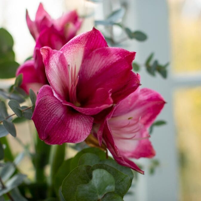 amarylis roze in het raam 1.jpg