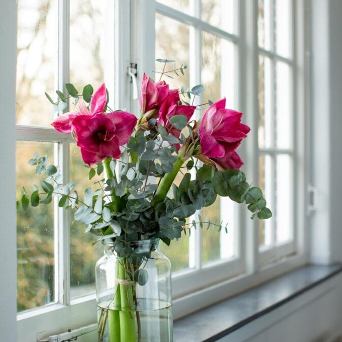 amarylis roze in het raam.jpg