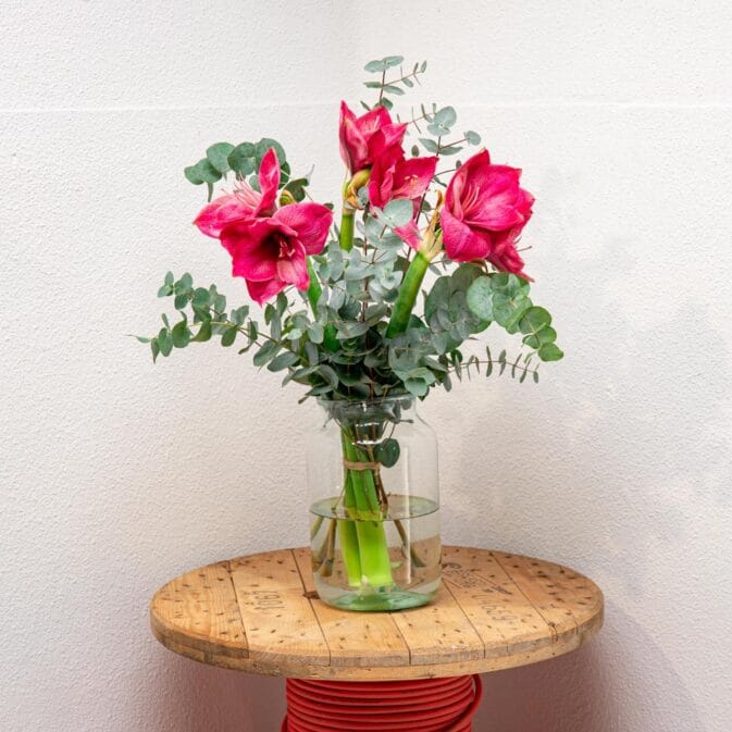 amarylis roze vooraanzicht.jpg