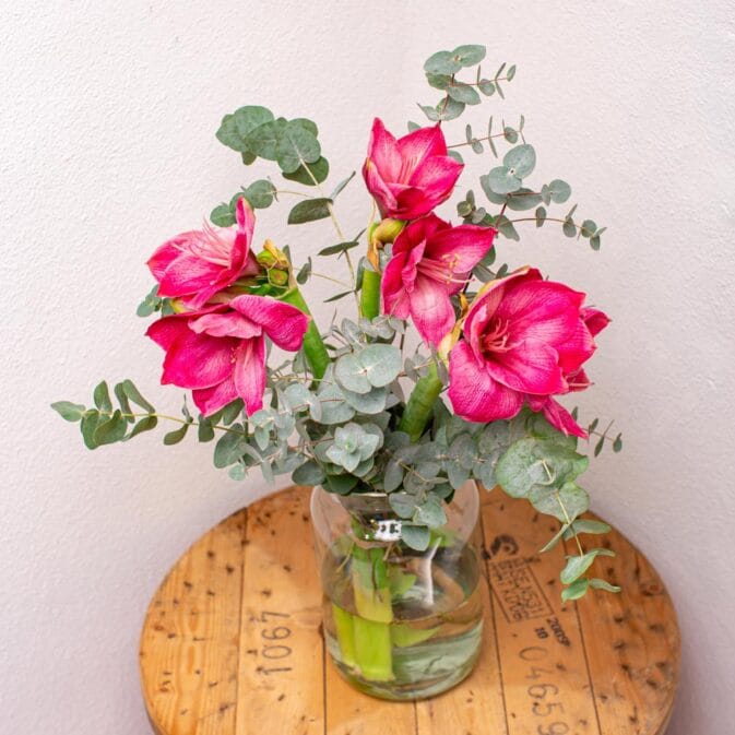 amaryllis roze.jpg